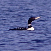 Yellow-billed Loon  "Gavia adamsii"